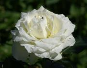 rosa blanca