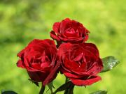 Rosas rojas