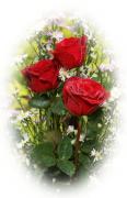 Rosas rojas