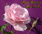 Vatertag Grusskarten rosa Rose Alles Liebe zum Vatertag