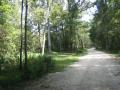 hiking through the forest