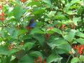 Butterfly garden at Rainbow Springs Park