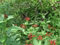 Butterfly garden at Rainbow Springs Park