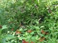 Butterfly garden at Rainbow Springs Park