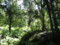 green lush vegetation