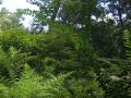 green lush vegetation