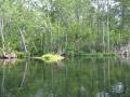 Native forest of Silver Springs Park