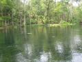 Water scene - Silver Springs