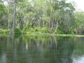 Water scene - Silver Springs