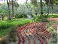 Floral garden - Silver Springs Park