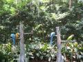 Blue parrots at Silver Springs