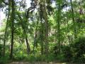 forest scenery at Juniper Springs