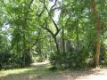 forest scenery at Juniper Springs