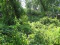 lush green vegetation at Juniper Springs