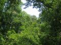 lush tropical vegetation at Juniper Springs