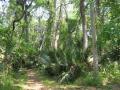 hiking in the forest at Juniper Springs