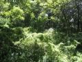 green lush vegetation