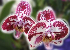 Beautiful Orchids - couple - ecard