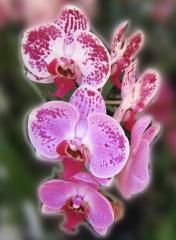 Beautiful Orchids ecard