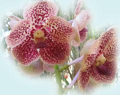 Beautiful Orchid ecard