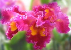 Beautiful Orchid ecard