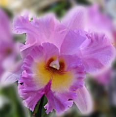 Beautiful Orchid ecard