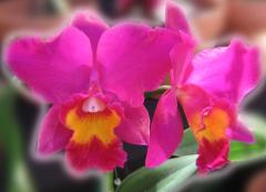 ecard - Hot Pink Orchids - couple