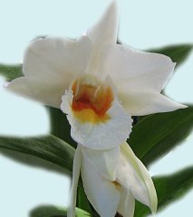 Big White Orchid ecard