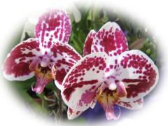 Beautiful Orchids - couple - ecard