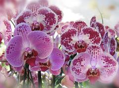 Beautiful Orchids ecard