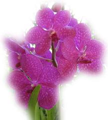 Beautiful Orchid ecard