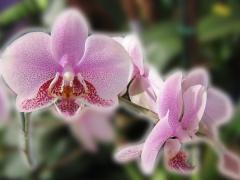 Beautiful Orchid ecard