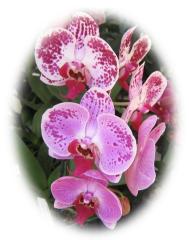 Beautiful Orchids ecard