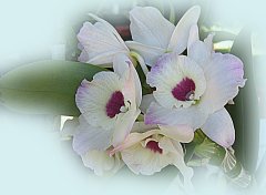 Big White Orchid ecard