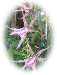 Beautiful Orchids ecard