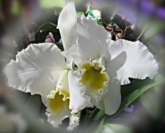 Beautiful White Orchid ecard