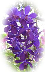 Beautiful Blue Orchid ecard