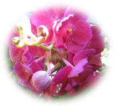 Dark Pink Orchid ecard