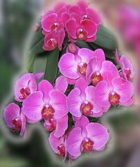 Dark Pink Orchids ecard