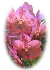 Beautiful Orchid ecard