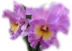 Big Lilac Orchid ecard