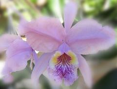 Big Lilac Orchid ecard