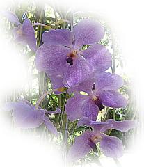 Beautiful Lilac Orchid ecard