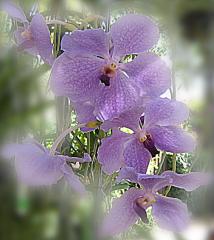 Lilac Vanda Orchid ecard