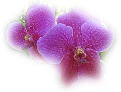 Magenta Orchid ecard