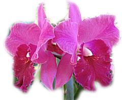 ecard - Magenta Orchids - couple