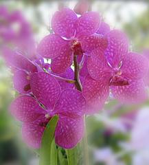 Magenta Orchid ecard