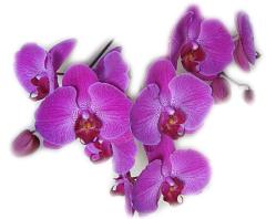 Magenta Orchids ecard