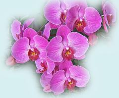 Magenta Orchids ecard