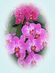 Beautiful Orchid ecard